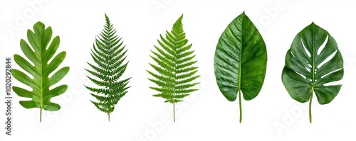 A vibrant set of fern and monstera leaves is isolated against a clean white background