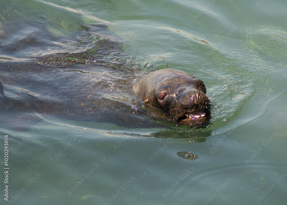 Obraz premium a Patagonian sea lion on the coast of Chile
