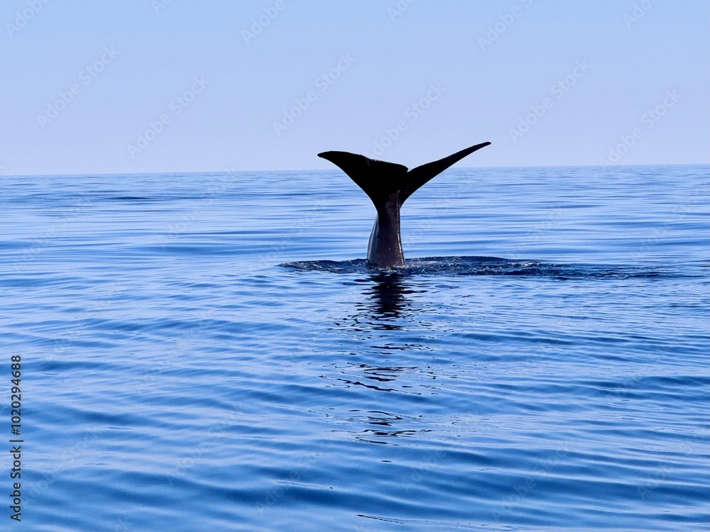 Fototapeta premium Whale jumping out of water