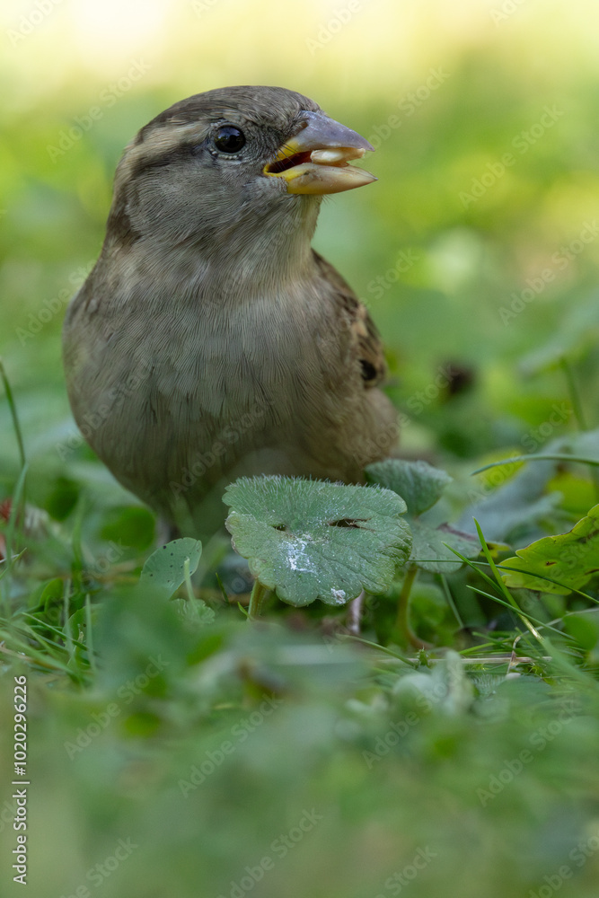 Fototapeta premium House sparrow female while eating