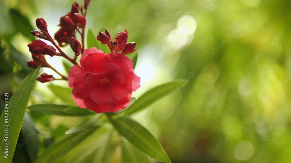 A Vibrant Red Flower Stands Out Beautifully Against a Lush Green Background Landscape A Vibrant Red Flower Stands Out Beautifully Against a Lush Green Background Landscape