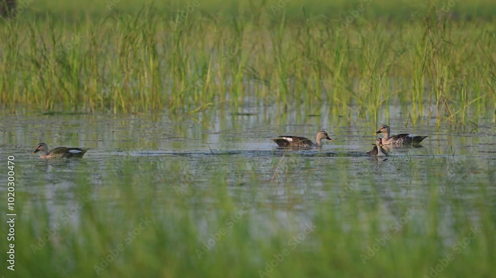 Flock of Indian spot-billed ducks Dabbling in wetland Flock of Indian spot-billed ducks Dabbling in wetland