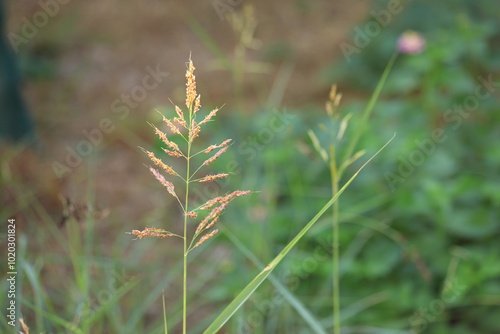 Aleppo grass is a forage grass widespread throughout the subtropics and warm temperate regions