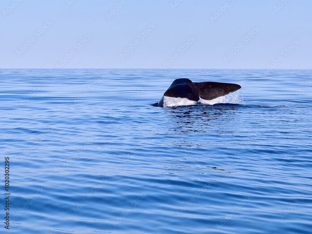 Fototapeta premium dolphin in the water