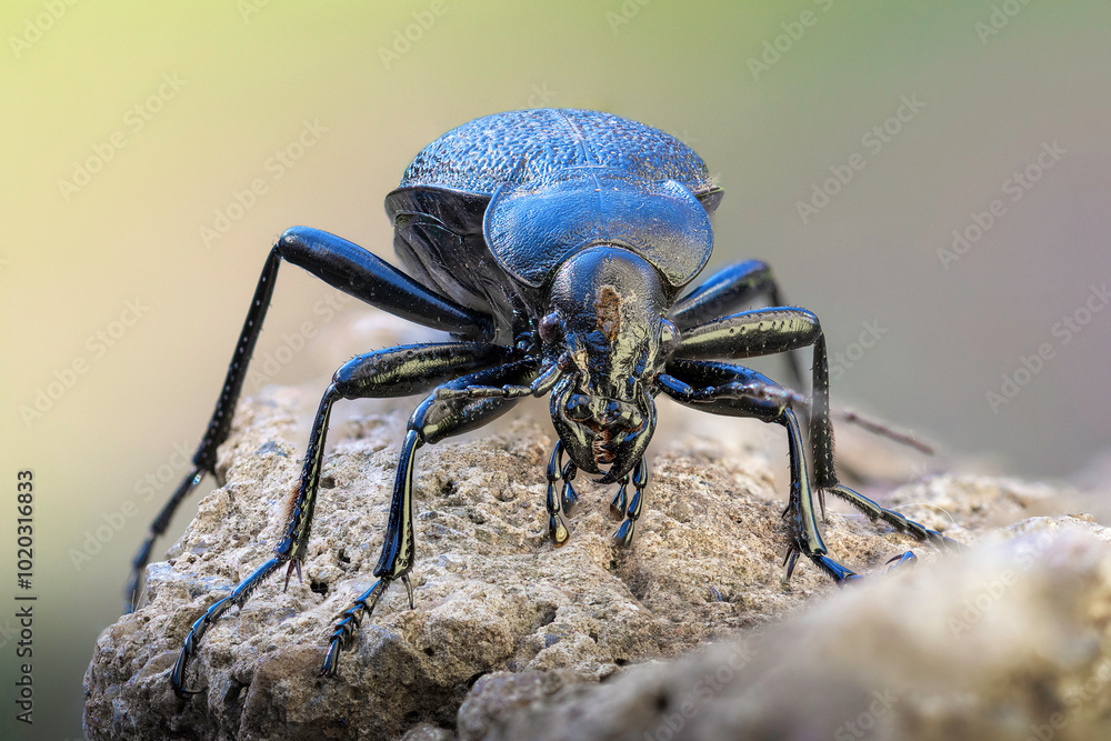 custom made wallpaper toronto digitalCarabus coriaceus macro shot