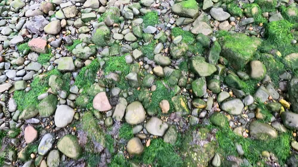Rocky Shoreline with Moss