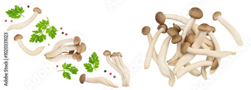 Brown beech mushrooms or Shimeji mushroom isolated on white background . Top view, flat lay photo