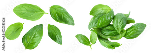 Fresh basil leaf isolated on white background with full depth of field. Top view. Flat lay