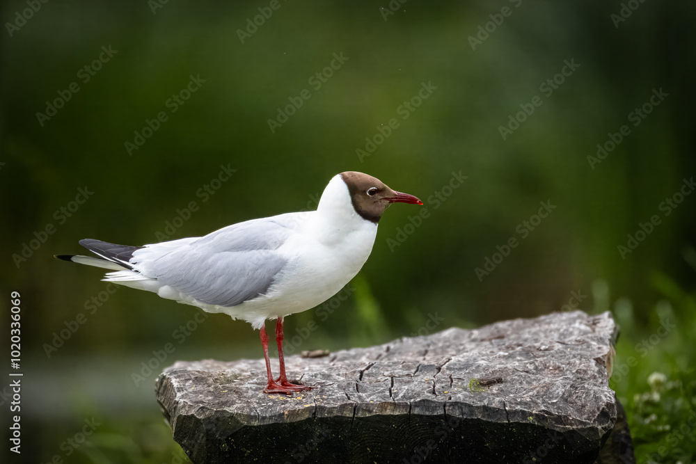 A black-headed gull (Chroicocephalus ridibundus) stands on the wooden log perpendicular to the camera lens on a cloudy sunner evening with dark green background with copyspace. A black-headed gull (Chroicocephalus ridibundus) stands on the wooden log perpendicular to the camera lens on a cloudy sunner evening with dark green background with copyspace.