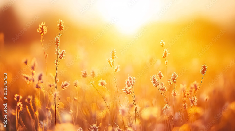 Abstract Warm Landscape of Dry Wildflower and Grass Meadow on Warm Golden Hour Sunset or Sunrise: An abstract and tranquil scene of a dry wildflower and grass meadow illuminated Abstract Warm Landscape of Dry Wildflower and Grass Meadow on Warm Golden Hour Sunset or Sunrise: An abstract and tranquil scene of a dry wildflower and grass meadow illuminated