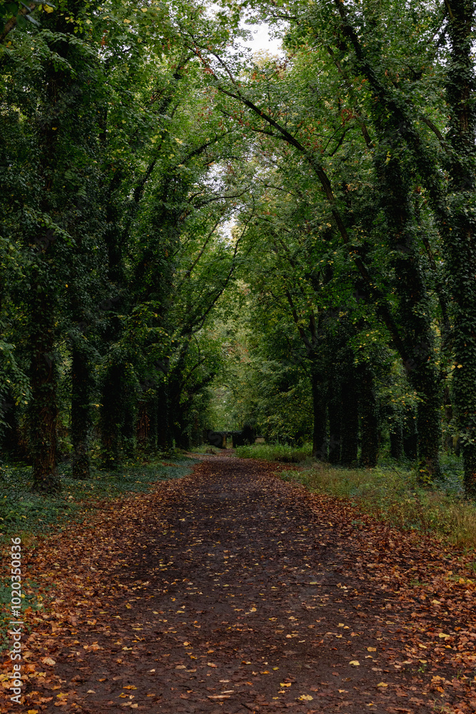 Fototapeta premium path in the forest