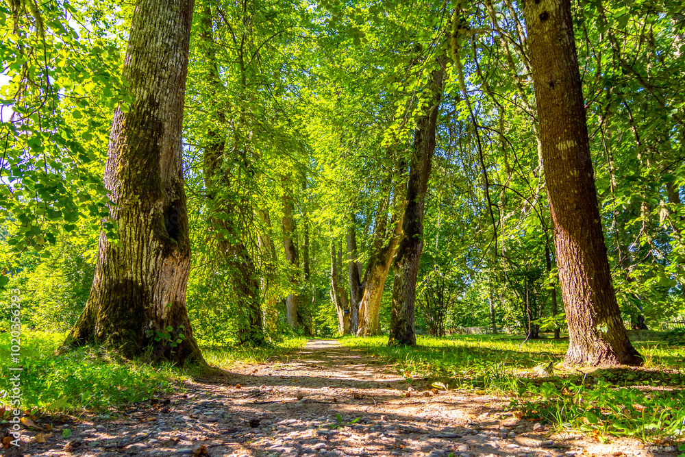 Obraz premium Alley Kern in the Mikhailovskoye museum-estate, Pushkin Mountains, Pskov region, Russia