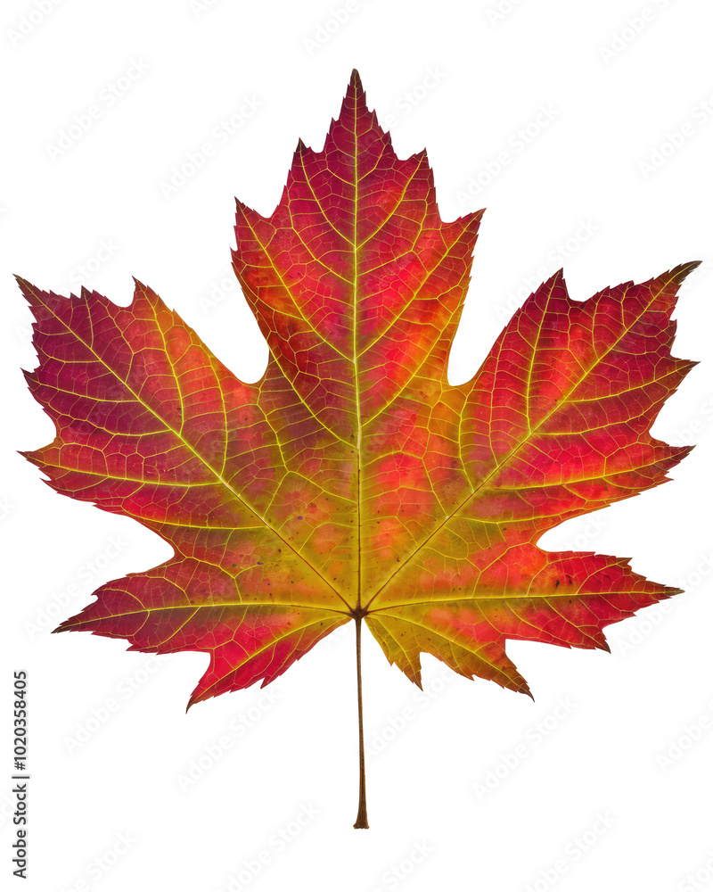 A single leaf in vibrant autumn colors A single leaf in vibrant autumn colors