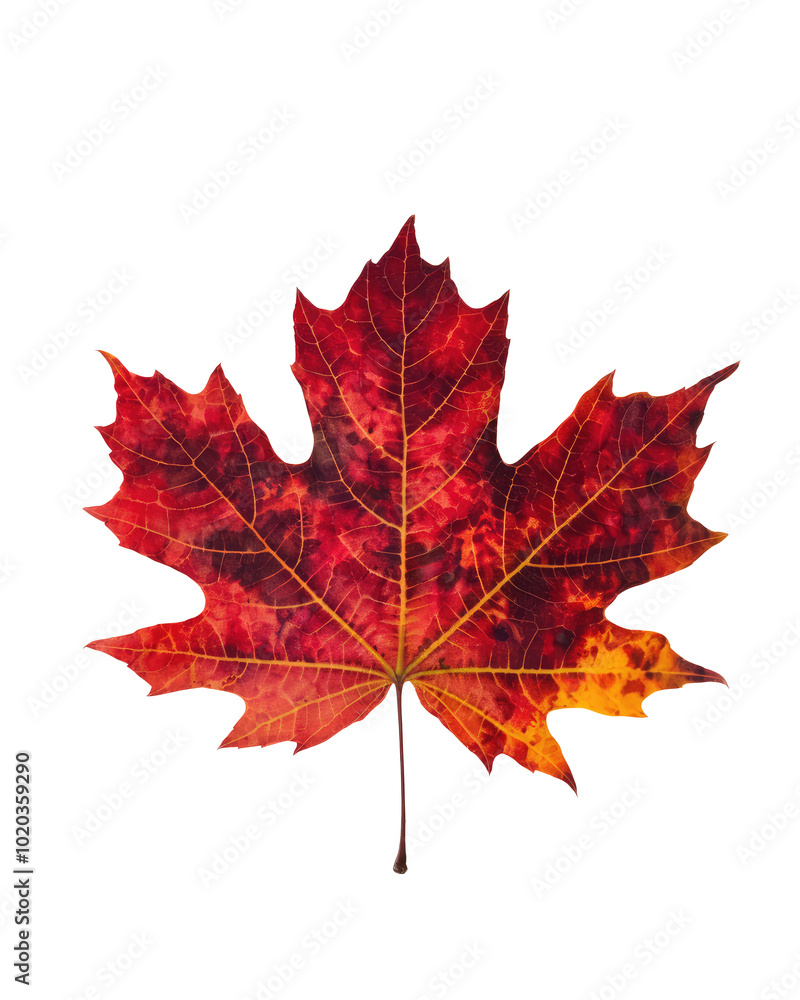 Obraz premium A single leaf in vibrant autumn colors