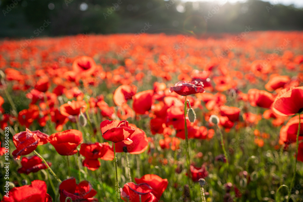 Field of red poppies in the sun. Field of red poppies in the sun.