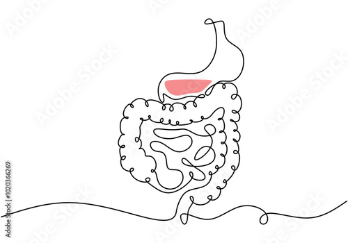 Human Digestive System Line Art. Continuous line drawing, healthcare concept for medical illustrations.