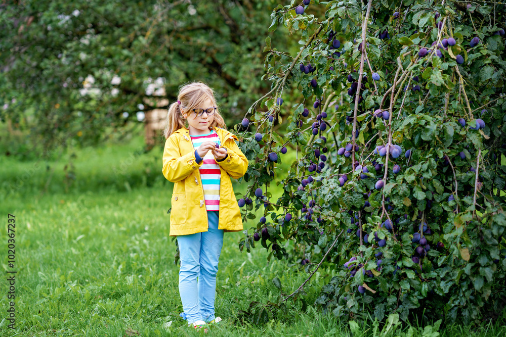 Little girl picking ripe plums from tree in garden. Happy child holding fresh fruits Little girl picking ripe plums from tree in garden. Happy child holding fresh fruits