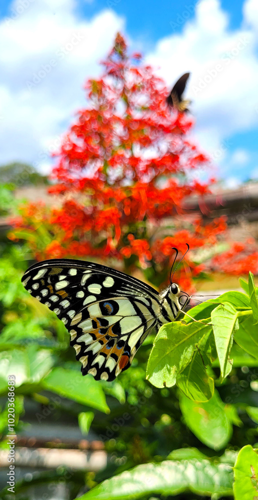 Butterfly and flowers