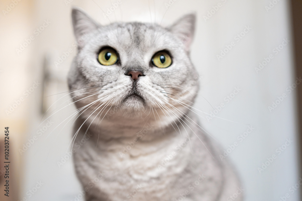 Cat, Portrait, Looking Up - Close-up portrait of a gray tabby cat with yellow eyes looking up, likely at something out of frame. Cat, Portrait, Looking Up - Close-up portrait of a gray tabby cat with yellow eyes looking up, likely at something out of frame.