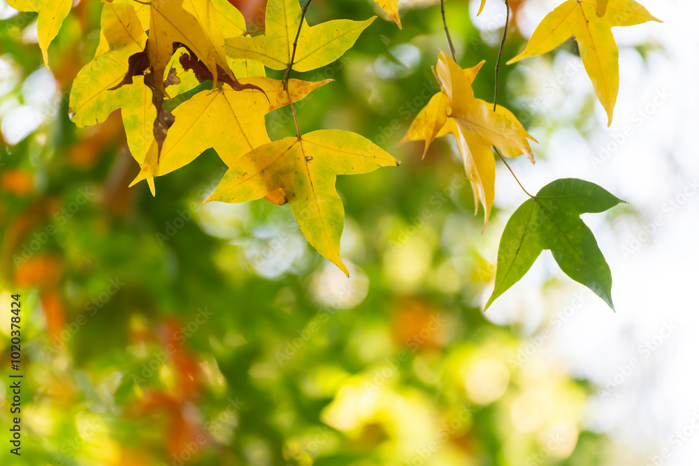 Obraz premium autumn maple trees and maple leaves in the mountains
