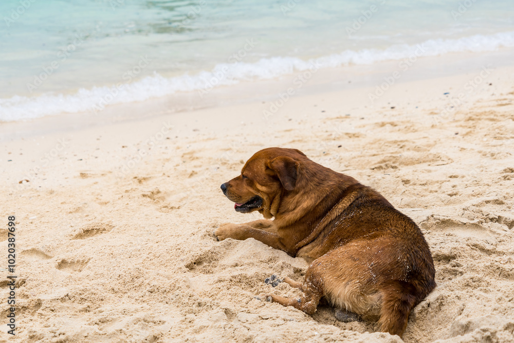 Seaside Serenity: A Dog’s Beach Day Seaside Serenity: A Dog’s Beach Day