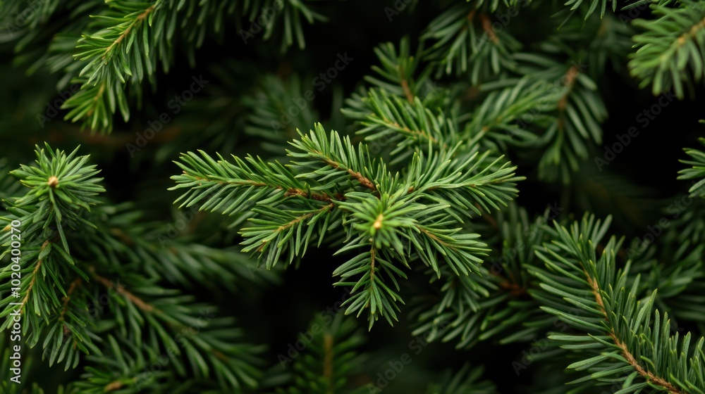 The Evergreen Needle Close-Up The Evergreen Needle Close-Up