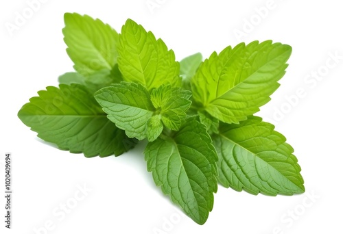 Fresh green mint leaves, close-up view