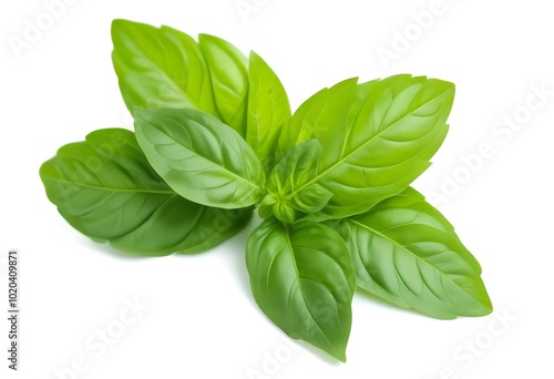 Fresh basil leaves , close-up view