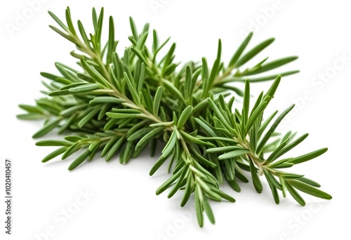 Fresh rosemary sprigs , close-up view