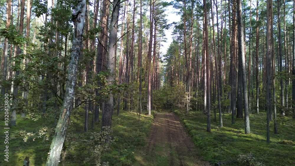 Sunny day in the forest, autumn in the forest, drone flight. Peaceful forest trees with sunlight. Forest in light. Sunny day in the forest, autumn in the forest, drone flight. Peaceful forest trees with sunlight. Forest in light.