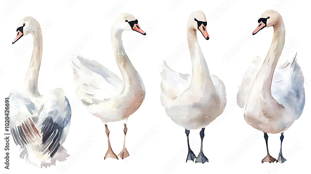 Obraz premium A collection of elegant swans hand-painted in soft watercolor style, showing various poses of the birds on white background