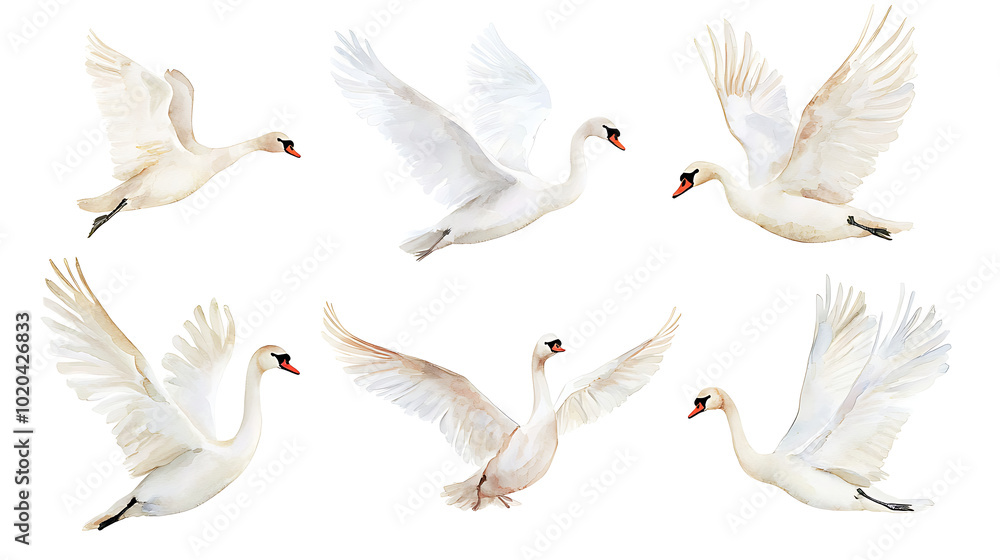 Obraz premium A collection of elegant swans hand-painted in soft watercolor style, showing various poses of the birds on white background