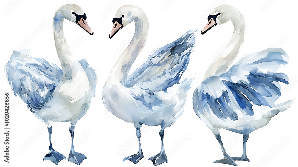 Fototapeta premium A collection of elegant swans hand-painted in soft watercolor style, showing various poses of the birds on white background