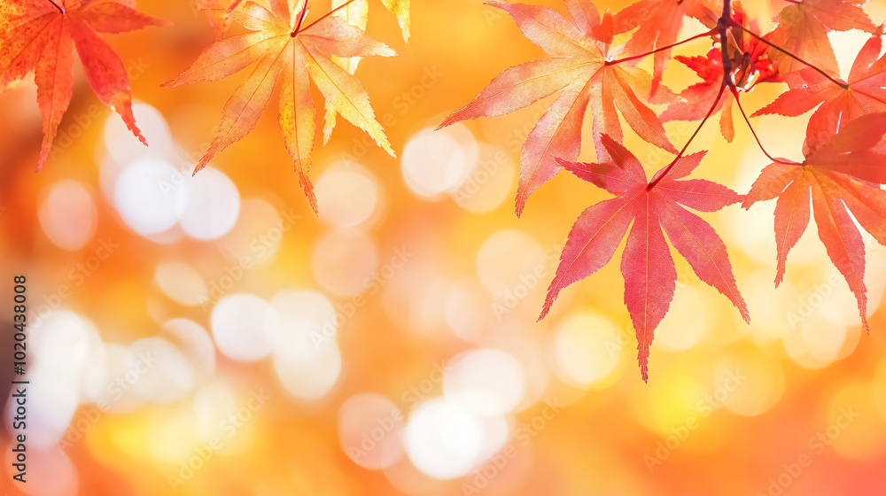 Fototapeta premium Beautiful Maple Leaves in Autumn Sunny Day: Close-up of bright maple leaves in the foreground with a blurry background, showcasing the beauty of autumn in Kyushu, Japan. 