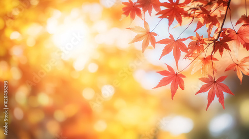 Beautiful Maple Leaves in Autumn Sunny Day: Close-up of bright maple leaves in the foreground with a blurry background, showcasing the beauty of autumn in Kyushu, Japan. 