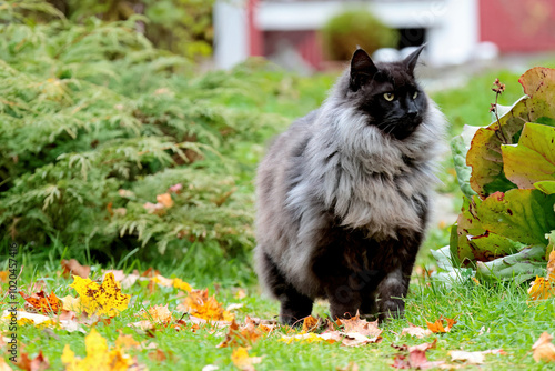 A handsome norwegian forest cat male in autumnal garden