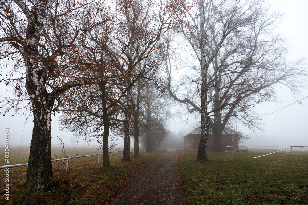 Obraz premium Foggy rural road with trees and old brick barn. Abandoned farm with empty pasture. Fog and cold weather in autumn morning