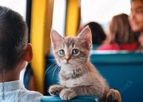 Adventures in Slumber: The Kitten’s Journey