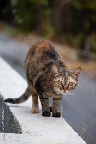Canvas Print A charming Greek cat relaxing in the sun, sitting on a stone wall in a picturesque village