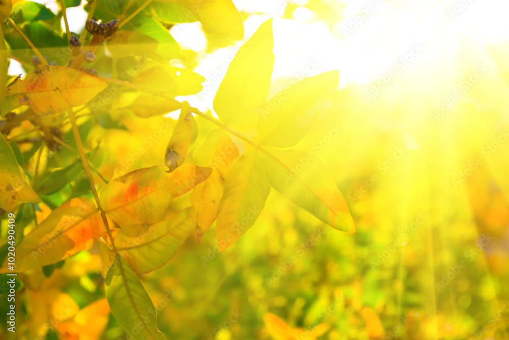 Obraz premium closeup tree branch with red dry leaves in light of sparkle sun, beautiful natural autumn background