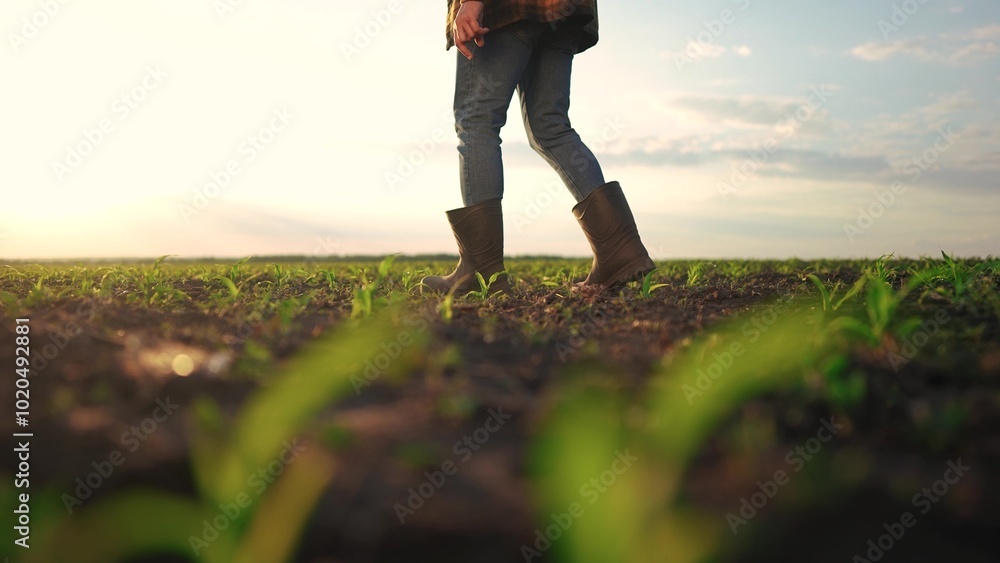 Farmer walking corn sprouts in field. agriculture a business concept. The farmers feet touch the corn field. close-up of lifestyle a farmers legs in rubber boots walking through a corn field Farmer walking corn sprouts in field. agriculture a business concept. The farmers feet touch the corn field. close-up of lifestyle a farmers legs in rubber boots walking through a corn field