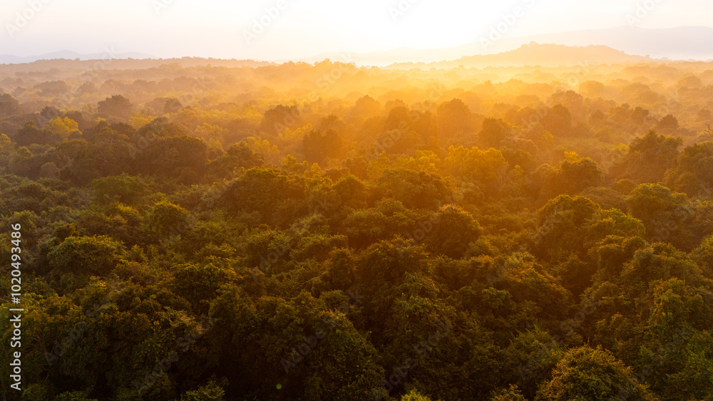 Obraz premium Sunrise over lush Sri Lankan rainforest landscape. Golden sunlight filters through dense foliage in a vibrant Sri Lankan rainforest during early morning hours, creating a peaceful atmosphere.