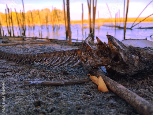 Fish skeleton