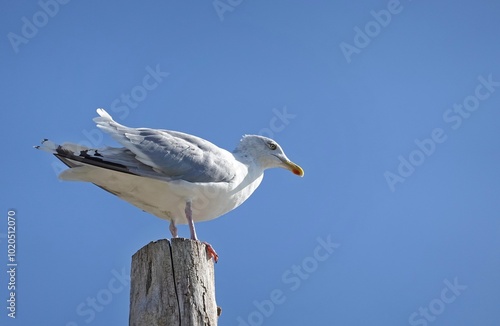 Lauernde Möwe auf einem Pfahl photo