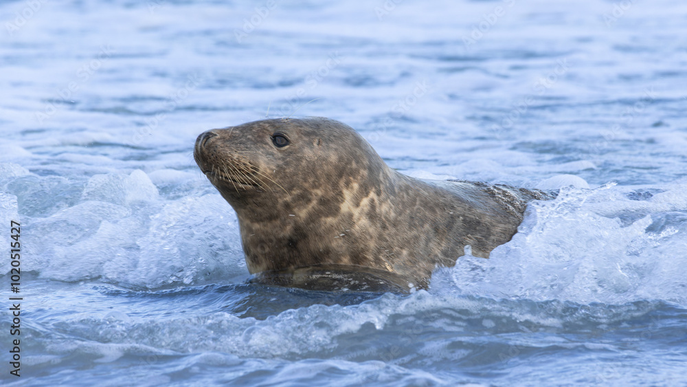 Fototapeta premium Grey seal lies, washed by the waves, on the beach of the island of Heligoland.
