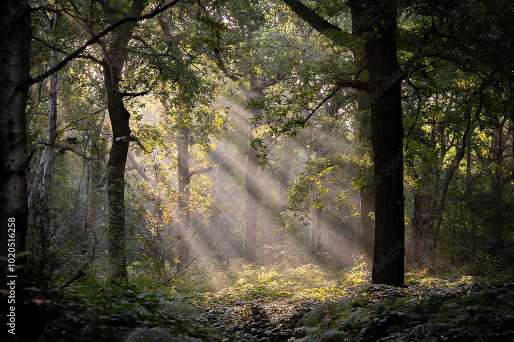 Fototapeta premium Sun rays in the early morning woodland mist