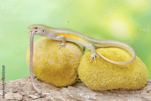 A common sun skink is preying on an earthworm. This reptile has the scientific name Mabouya multifasciata. photo