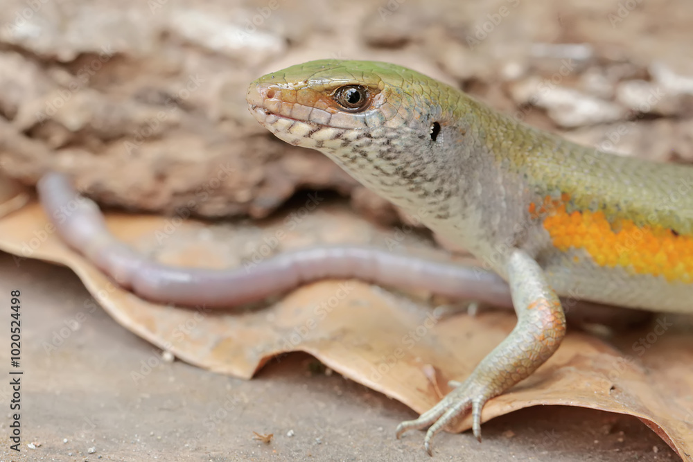 A common sun skink is preying on an earthworm. This reptile has the scientific name Mabouya multifasciata. A common sun skink is preying on an earthworm. This reptile has the scientific name Mabouya multifasciata.