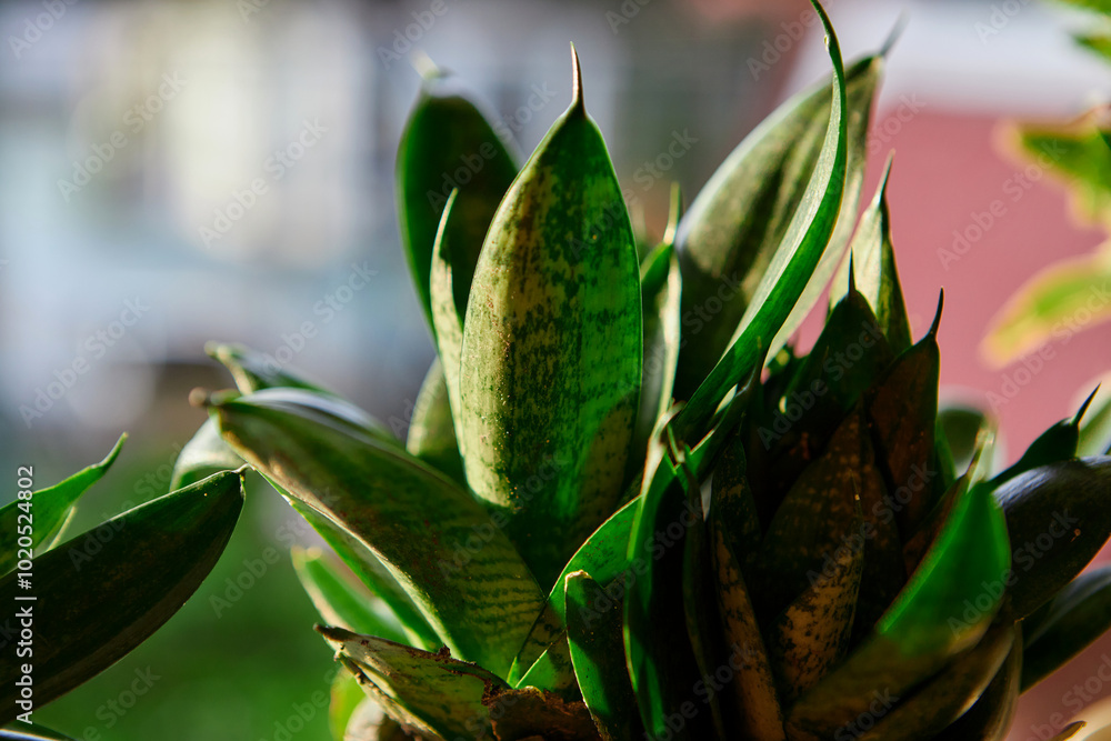 Obraz premium sansevieria trifasciata or snake plant growing in potted plant