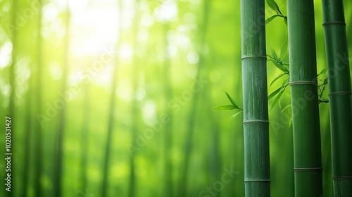 Bamboo forest, soft sunlight filtering through, peaceful and quiet nature setting